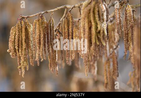 München, Deutschland. 22. Februar 2023. Die Blume katzt auf einem Haselnussbusch. Haselnusspollen verursacht bei vielen Allergikern das jährliche Heuschnupfen. Kredit: Sven Hoppe/dpa/Alamy Live News Stockfoto