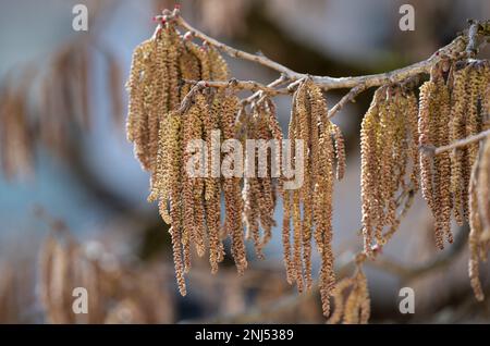 München, Deutschland. 22. Februar 2023. Die Blume katzt auf einem Haselnussbusch. Haselnusspollen verursacht bei vielen Allergikern das jährliche Heuschnupfen. Kredit: Sven Hoppe/dpa/Alamy Live News Stockfoto