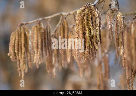 München, Deutschland. 22. Februar 2023. Die Blume katzt auf einem Haselnussbusch. Haselnusspollen verursacht bei vielen Allergikern das jährliche Heuschnupfen. Kredit: Sven Hoppe/dpa/Alamy Live News Stockfoto