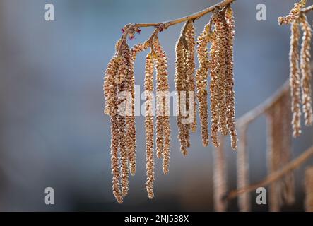 München, Deutschland. 22. Februar 2023. Die Blume katzt auf einem Haselnussbusch. Haselnusspollen verursacht bei vielen Allergikern das jährliche Heuschnupfen. Kredit: Sven Hoppe/dpa/Alamy Live News Stockfoto