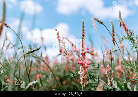 Selektive Nahaufnahme der Esparinblüte auf dem Feld Stockfoto