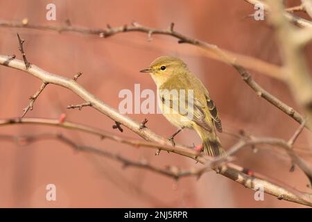 In der Wintersonne ruht Chiffchaff vorübergehend. Walthamstow Wetlands, London, England, Großbritannien. Stockfoto