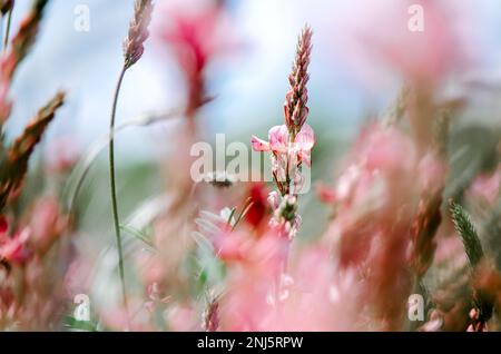 Selektive Nahaufnahme der Esparinblüte auf dem Feld Stockfoto
