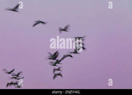 Herde gemeiner Kraniche (Grus grus), die bei Sonnenaufgang fliegen. Laguna de Gallocanta, Teruel, Aragón, Spanien, Europa. Stockfoto