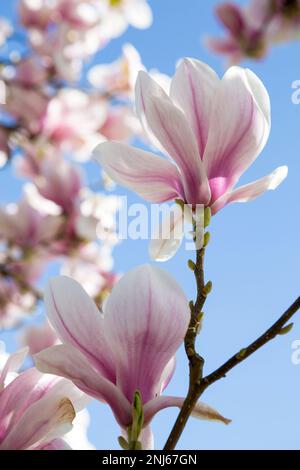 Magnolienbaum mit weißen und rosa Blumen in voller Frühlingsblüte in einem Garten in Kent Stockfoto