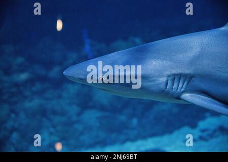 Porträtaufnahme eines Riffhais im Aukarium. Stockfoto