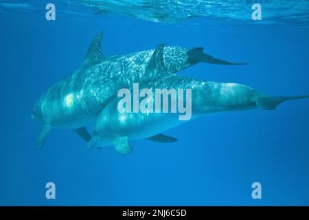 Nahaufnahme des ganzen Körpers von zwei Delfinen, die zusammen schwimmen, Sonnenlicht-Flecken auf ihrer Haut. Stockfoto