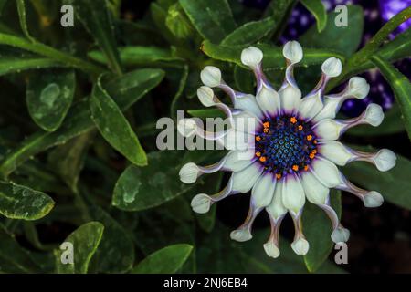 Die blütenförmige Spider White, auch bekannt als African Daisy. Stockfoto