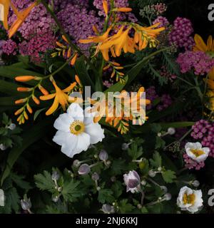 Weiße, orangefarbene, rosa Blumen. Weiße Anemonblüten und -Knospen, orangefarbene Freesia-Blüten und -Knospen, rosa blühende Sträucher, grünes Laub, schwarzer Hintergrund. Stockfoto
