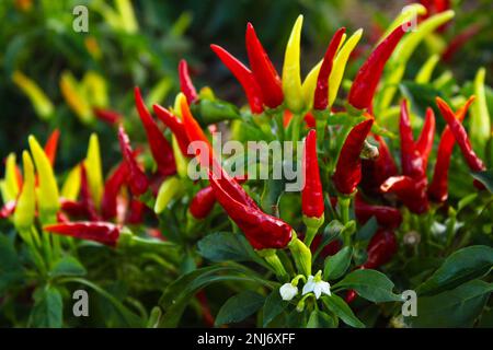 Rote, heiße Chilipflanze im Garten Stockfoto