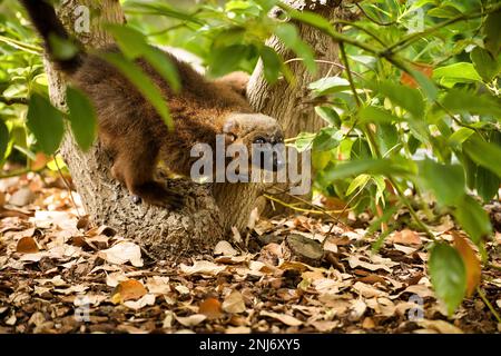 Ganzkörperaufnahme eines Lemuren auf einem Ast nahe dem Boden, umgeben von grünen Blättern. Stockfoto