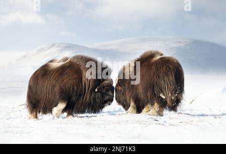 Nahaufnahme der Musk Oxen, die im Winter kämpfen, Norwegen, Dovrefjell-Nationalpark. Stockfoto