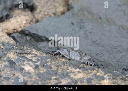 Eine schwarze, dünnwandige Felskrabbe sucht zwischen den Felsen an der Strandwand entlang Waikiki Beach Honolulu, Hawaii auf der Insel Oahu nach Speisen. Stockfoto