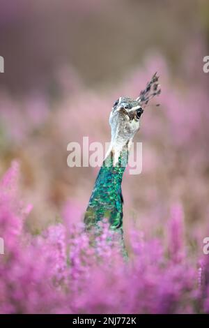 Nahaufnahme eines farbenfrohen Peahen in pinkfarbenem Heidekraut, Großbritannien. Stockfoto