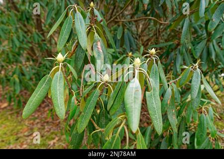 Eine Rhododendron-Pflanze mit Knospen, umgeben von Laub, die im Spätwinter blüht Stockfoto