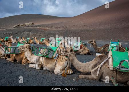 Echadero de Camelos, Kamele warten auf die nächste Fahrt mit Touristen, Nationalpark Timanfaya, Ruta de Los Volcanes, Lanzarote, Spanien Stockfoto