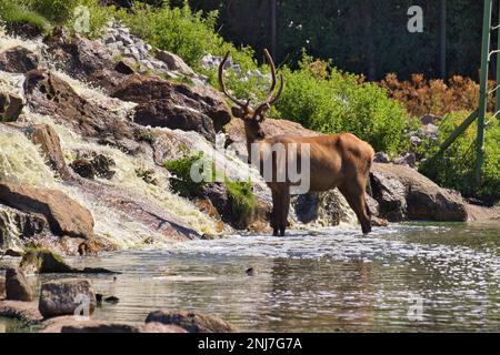 Ganzkörper-Langstreckenaufnahme eines Hirsches im Wasser an einem Wasserfall, im Hintergrund Büsche. Stockfoto