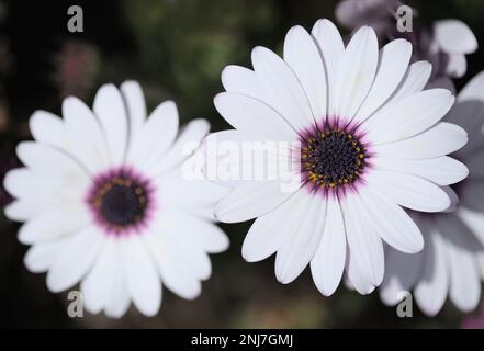 Blühender Osteospermum, afrikanischer Gänseblümchen natürlicher floraler Hintergrund Stockfoto