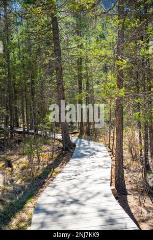 Holzboden durch einen Sumpf umgeben von Bergen, neben einem Geysir-See in der Altai-Republik, Russland Stockfoto