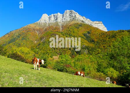 Kühe, die in den französischen Alpen weiden. Stockfoto