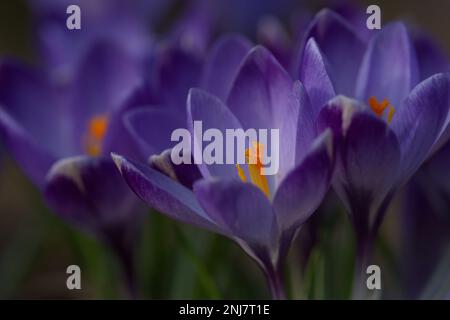 Lila Krokus wachsen im Frühling Stockfoto