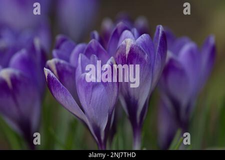 Lila Krokus wachsen im Frühling Stockfoto