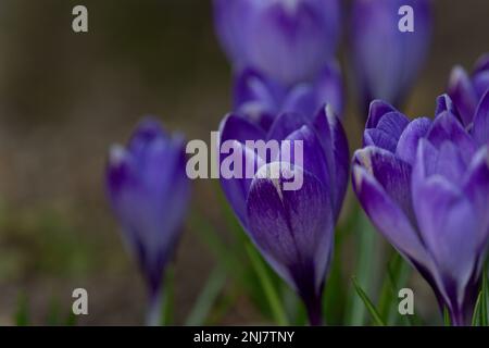 Lila Krokus wachsen im Frühling Stockfoto