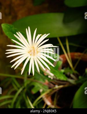 Eine gelbe Gerbera-Blume blühte in einem Topf. Blüten und Wachstum von Gerbera-Blüten unter Raumbedingungen. Wachsende Gerbera im Haus. Stockfoto