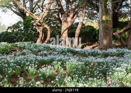 Teppich mit Schneeräumblumen, Galanthus nivalis vor einigen Bäumen, Dorset, England, Großbritannien Stockfoto