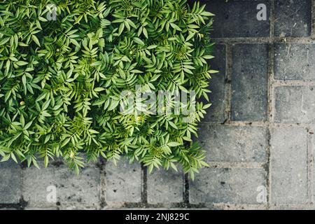 Grüner natürlicher Hintergrund von Blumenkeimlingen für städtische Blumenbeete, Tageten. Abstrakte organische Kulisse üppiger Grünpflanzen von Ringelblumen für gree Stockfoto