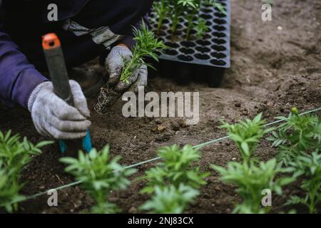 Ein männlicher Gärtner pflanzt Blumenkeimlinge, schmückt ein Blumenbeet. Männliche Hände transplantieren die Sprossen von Tagetenblüten in gerader Linie. Städtische Anpflanzungen, Stockfoto