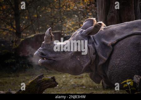 Indisches Rhino-Profil im Zoologischen Garten. Seitenporträt von Rhinoceros Unicornis beim Atmen im Zoo. Stockfoto