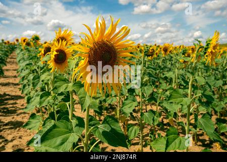 Felder mit wunderschönen Sonnenblumen, die neben dem Weg auf dem Jakobsweg wachsen - dem französischen Weg des Jakobsweges, Spanien Stockfoto