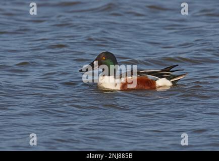 Nordschaufel (Spatula clypeata), männlich, männlich, an der Küstenlagune Lagoa dos Salgados, Algarve, Portugal April Stockfoto