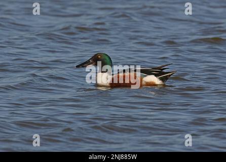 Nordschaufel (Spatula clypeata), männlich, männlich, an der Küstenlagune Lagoa dos Salgados, Algarve, Portugal April Stockfoto