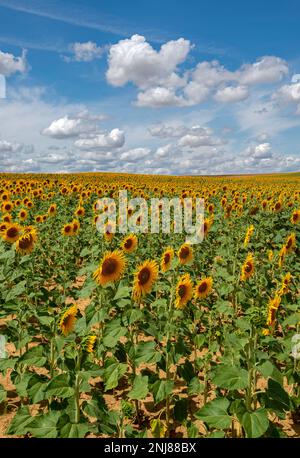 Felder mit wunderschönen Sonnenblumen, die neben dem Weg auf dem Jakobsweg wachsen - dem französischen Weg des Jakobsweges, Spanien Stockfoto