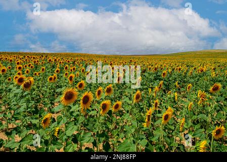 Felder mit wunderschönen Sonnenblumen, die neben dem Weg auf dem Jakobsweg wachsen - dem französischen Weg des Jakobsweges, Spanien Stockfoto