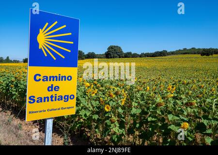 Felder mit wunderschönen Sonnenblumen, die neben dem Weg auf dem Jakobsweg wachsen - dem französischen Weg des Jakobsweges, Spanien Stockfoto