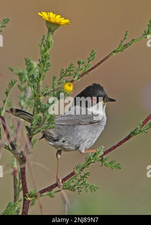 Sardinian Warbler (Sylvia melanocephala), männlicher Erwachsener, auf niedriger Vegetation stehend, Ria Formosa NP, Algarve, Portugal April Stockfoto