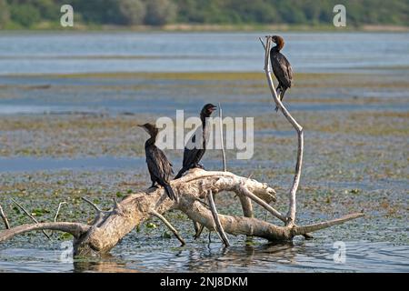 Zwergkormorane (Microcarbo pygmaeus) in Skadar See / Scutari See / Shkodër See, Skadarsko Jezero Nationalpark, Crmnica Region, Bar, Montenegro Stockfoto