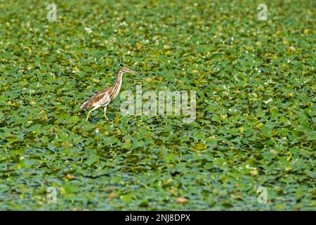 Squacco heron (Ardeola ralloides) in Skadar See / Scutari See / Shkodër See, Skadarsko Jezero Nationalpark, Crmnica Region, Bar, Montenegro Stockfoto