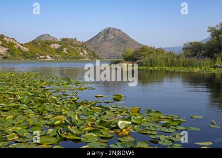 Wasserlilien / Wasserlienblätter in Skadar See / Scutari See / Shkodër See, Skadarsko Jezero Nationalpark, Crmnica Region, Bar, Montenegro Stockfoto