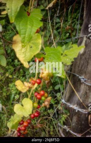 Nahaufnahme eines natürlichen ökologischen Pflanzenporträts von Black Bryony, Dioscorea Communis, Lady's Seal, schwarzes Bindekraut. Stockfoto