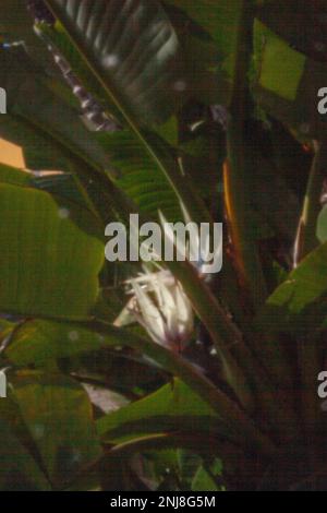 Faszinierendes Strelitzia Nicolai, riesiger weißer Vogel des Paradieses, wilde Banane, in der Wintersonne von Puerto de la Cruz, Teneˈɾife; Tenerif Stockfoto