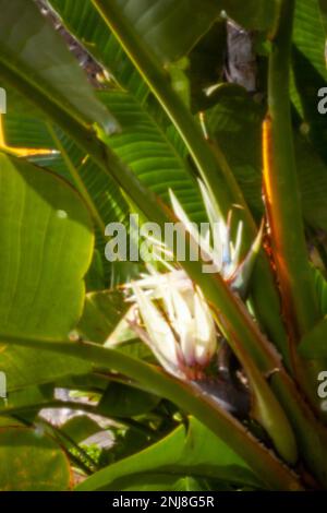 Faszinierendes Strelitzia Nicolai, riesiger weißer Vogel des Paradieses, wilde Banane, in der Wintersonne von Puerto de la Cruz, Teneˈɾife; Tenerif Stockfoto