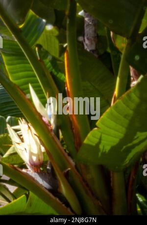 Faszinierendes Strelitzia Nicolai, riesiger weißer Vogel des Paradieses, wilde Banane, in der Wintersonne von Puerto de la Cruz, Teneˈɾife; Tenerif Stockfoto