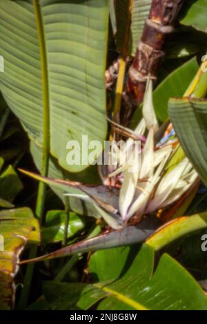 Faszinierendes Strelitzia Nicolai, riesiger weißer Vogel des Paradieses, wilde Banane, in der Wintersonne von Puerto de la Cruz, Teneˈɾife; Tenerif Stockfoto