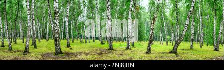 Birkenhain an einem sonnigen Sommertag, Landschaftsbanner, riesiges Panorama Stockfoto
