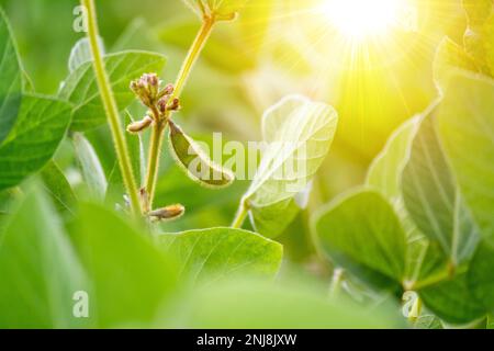 Ländliche Landschaft - Felden Sie die Sojabohnen (Glycine max) in den Sonnenstrahlen, Sommersonne, Nahaufnahme Stockfoto