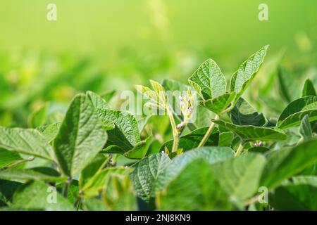 Blühende Sojabohnenpflanze aus der Nähe vor dem Hintergrund eines landwirtschaftlichen Feldes mit Sojabohnen. Selektiver Fokus. Platz für Text. Stockfoto